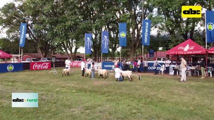 ABC RURAL: Ovinos en Expo Guaira e incursión de jóvenes