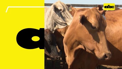 ABC RURAL: Inseminación Artificial a Tiempo fijo (IATF) y sus ventajas en ganadería
