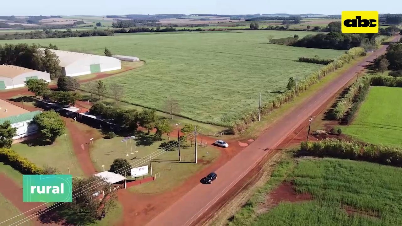 Avena Amarilla Para Mejorar El Suelo Y Ganar Dinero