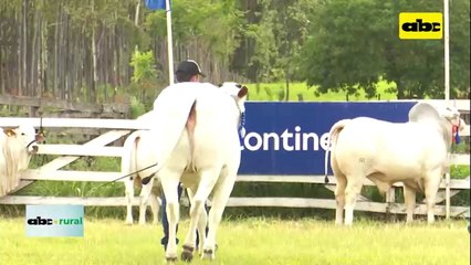 Jura de la raza Nelore en la Expo Guairá 2021