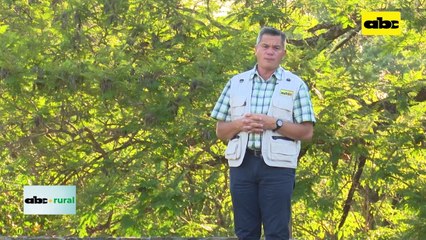 ABC RURAL: Producción de algodón con biológicos desde la siembra