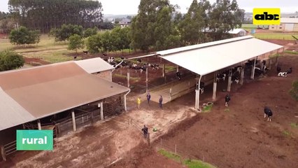 Nutrición De Vacas Secas O En Pre Parto