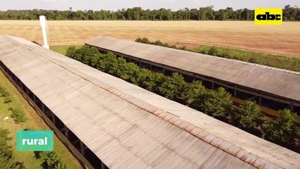 Engorde De Cerdos En Sistema De Granjas Integradas Ok