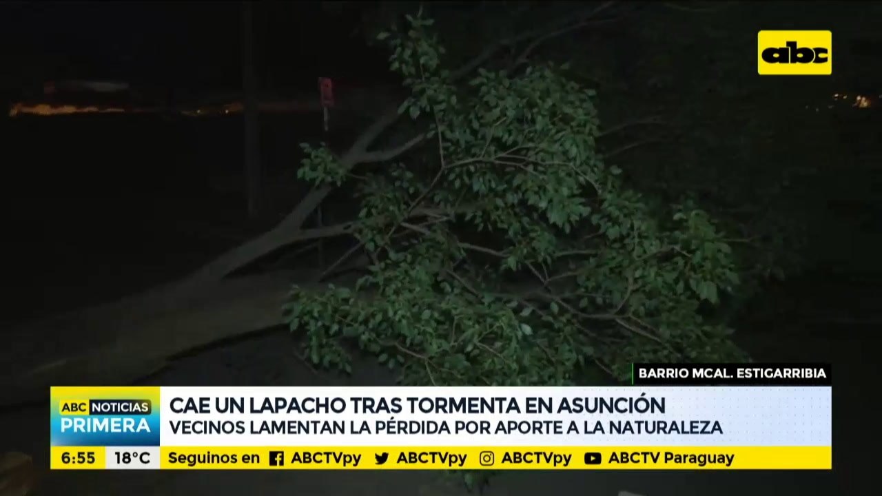 Cae lapacho tras temporal en Asunción