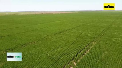 Resultados De Fertilización De Base En Soja, En Campos Bajos