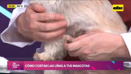 ¿Tenes mascotas y no sabes cómo cortarle las uñas? ¡Aquí te contamos!