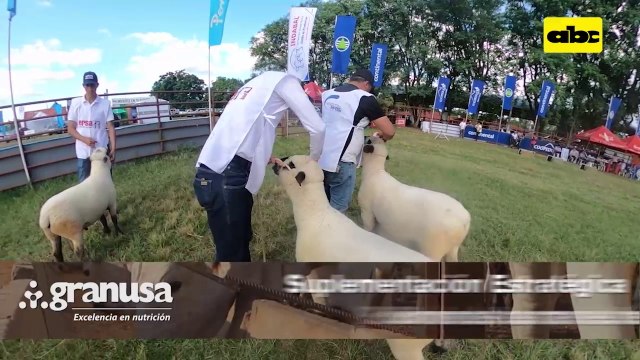 ABC RURAL: Exportar carne ovina o cubrir el mercado nacional