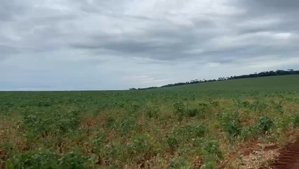 Sequía frena la soja y siguen esperando lluvia para evitar el desastre.