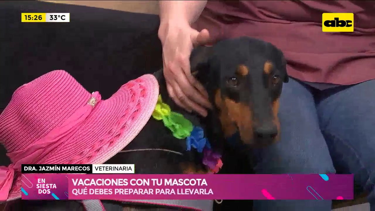 ¿Querés ir de vacaciones con tu mascota? ¡Aquí te contamos lo que necesitas!