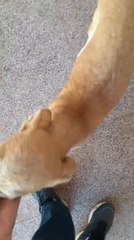 Arrojan y abandonan a cachorra en Mariano Roque Alonso