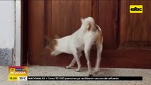 Perros y gatos dicen 