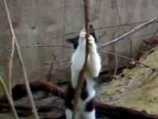 Gata dá um show de pole dancing, a dança do poste!