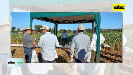 ABC RURAL: Variedades sojapar en jornada de campo en Pirapó