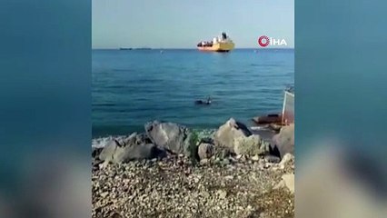 Gemiden denize düşen angus yüzerek karaya çıktı!