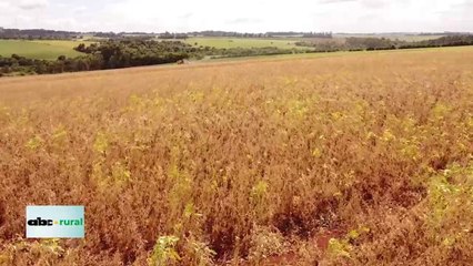 ABC RURAL: Jornada técnica de soja y maíz en Agrodinámica 2022