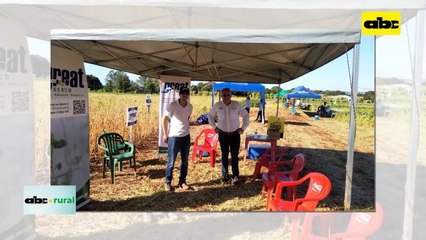 ABC RURAL: Great Seeds presente en Pirapo con variedades