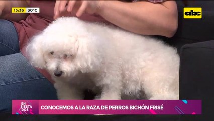 Conocemos a la raza de perros Bichón frisé