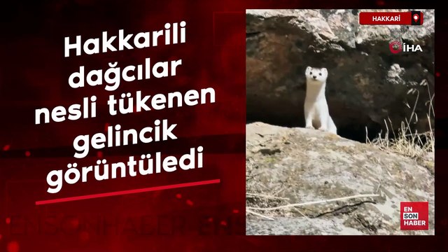 Hakkarili dağcılar nesli tükenen gelincik görüntüledi