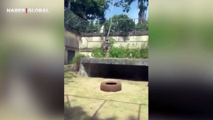 Aslan kafesine girmek isteyen 19 yaşındaki genç böyle can verdi