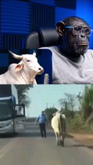 chimp podcast..Follow me