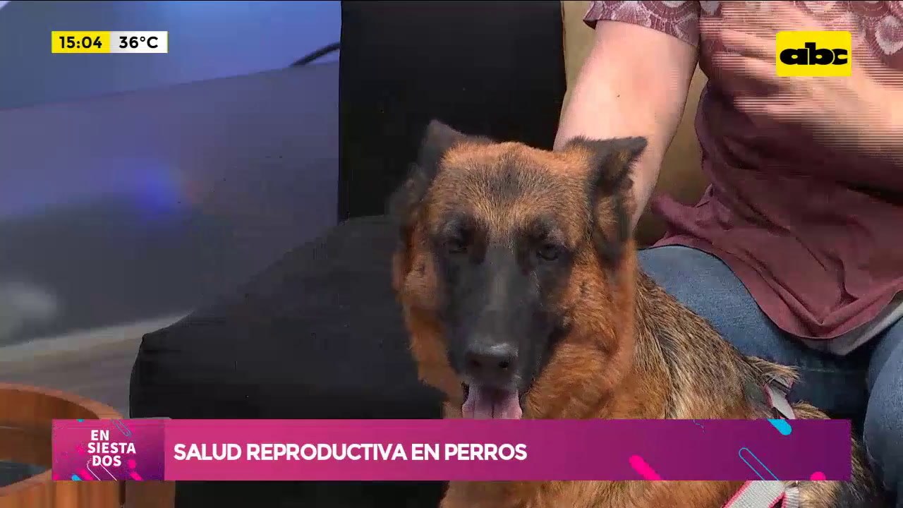 Aspectos a tener en cuenta en la salud reproductiva de nuestros perros