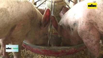 Preparan vacuna contra Peste Porcina Africana