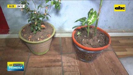 Vecinos redujeron a ladrón de las planteras