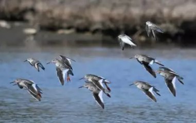 Fotoğrafçıların kadraj noktası: “Kuş Cenneti”nden renkli kareler...