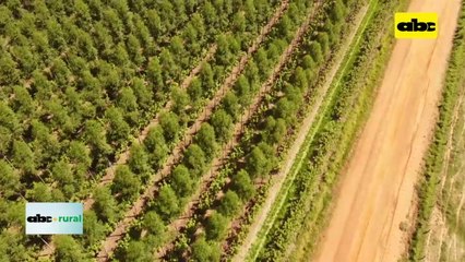 Unique Wood, una historia, trabajo y visión, apostando al sector forestal