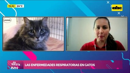 Las enfermedades respiratorios en gatos