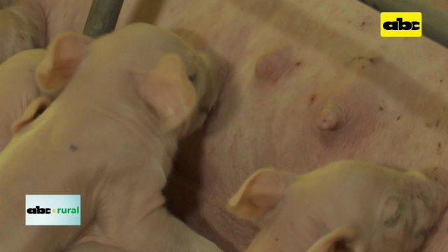 Paraguay es país libre de Peste Porcina Africana