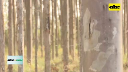 Inversión en sector forestal y búsqueda de equilibrio entre producción y ambiente