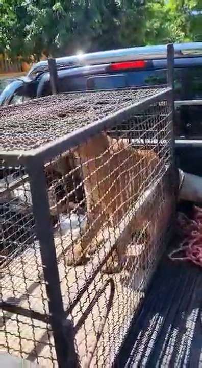 Rescataron a puma en Villarrica