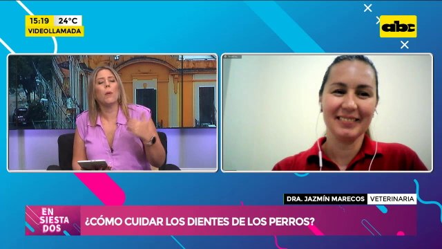 ¿Cómo cuidar los dientes de los perros?