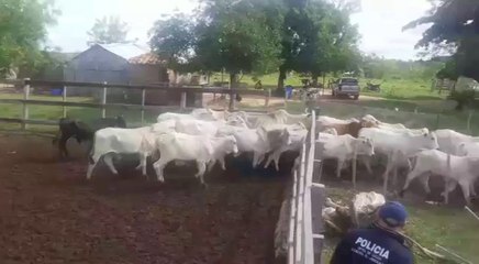 Senabico será la responsable de los animales