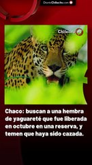 Chacó: buscan a una hembra de yaguareté que fue liberada en octubre en una reserva, y temen que haya sido cazada.