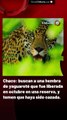 Chacó: buscan a una hembra de yaguareté que fue liberada en octubre en una reserva, y temen que haya sido cazada.