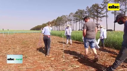 Video: principales malezas presentes en el campo Argentino