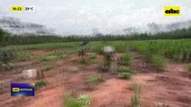 Video: destruyen cultivos de marihuana en el norte