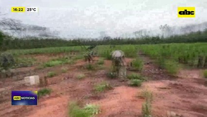 Video: destruyen cultivos de marihuana en el norte