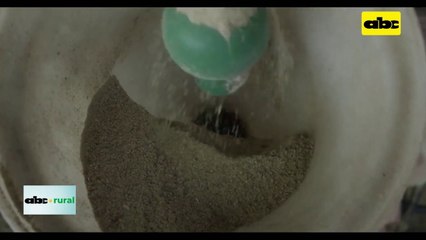 Video: mercados actuales y futuros para la producción porcina en Paraguay