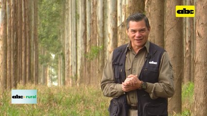 Video: cría de ovinos en sistema silvopastoril