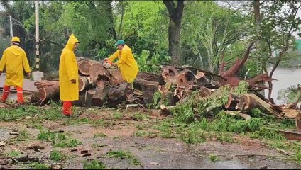 Frondoso árbol cayó sobre un automóvil en Ciudad del Este
