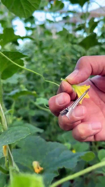 melon, flower isolation, breeding