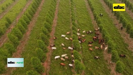 Video: producción ganadera silvopastoril y ventajas confirmadas