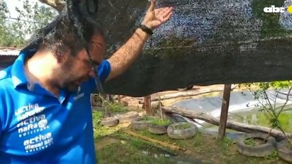 Temporal Destruyó Plantación De Frutilla En Areguá Y Productores Solicitan Ayuda