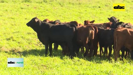 Video: Paraguay está lejos de su mayor potencial en producción de carne de calidad