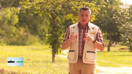 Nutrición de bovinos con sales proteicas en otoño-invierno