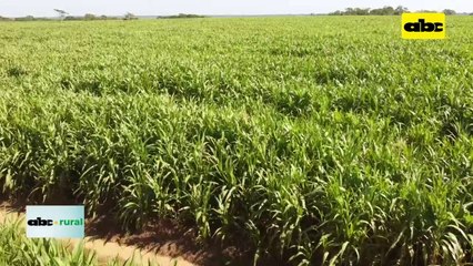 Sorgo Gigante para nutrición animal, cobertura y descompactación de suelo