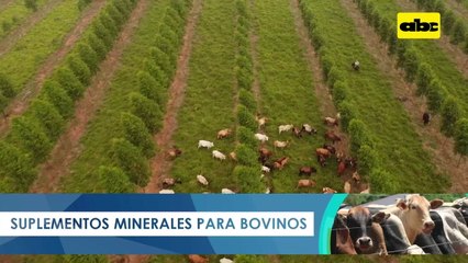 Paraguay y su escenario como productor de carne sostenible